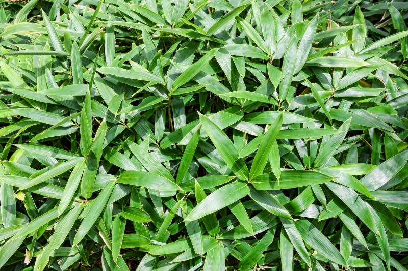 高級な食材によく添えられているもの?あれって?・・・熊笹なんです!!